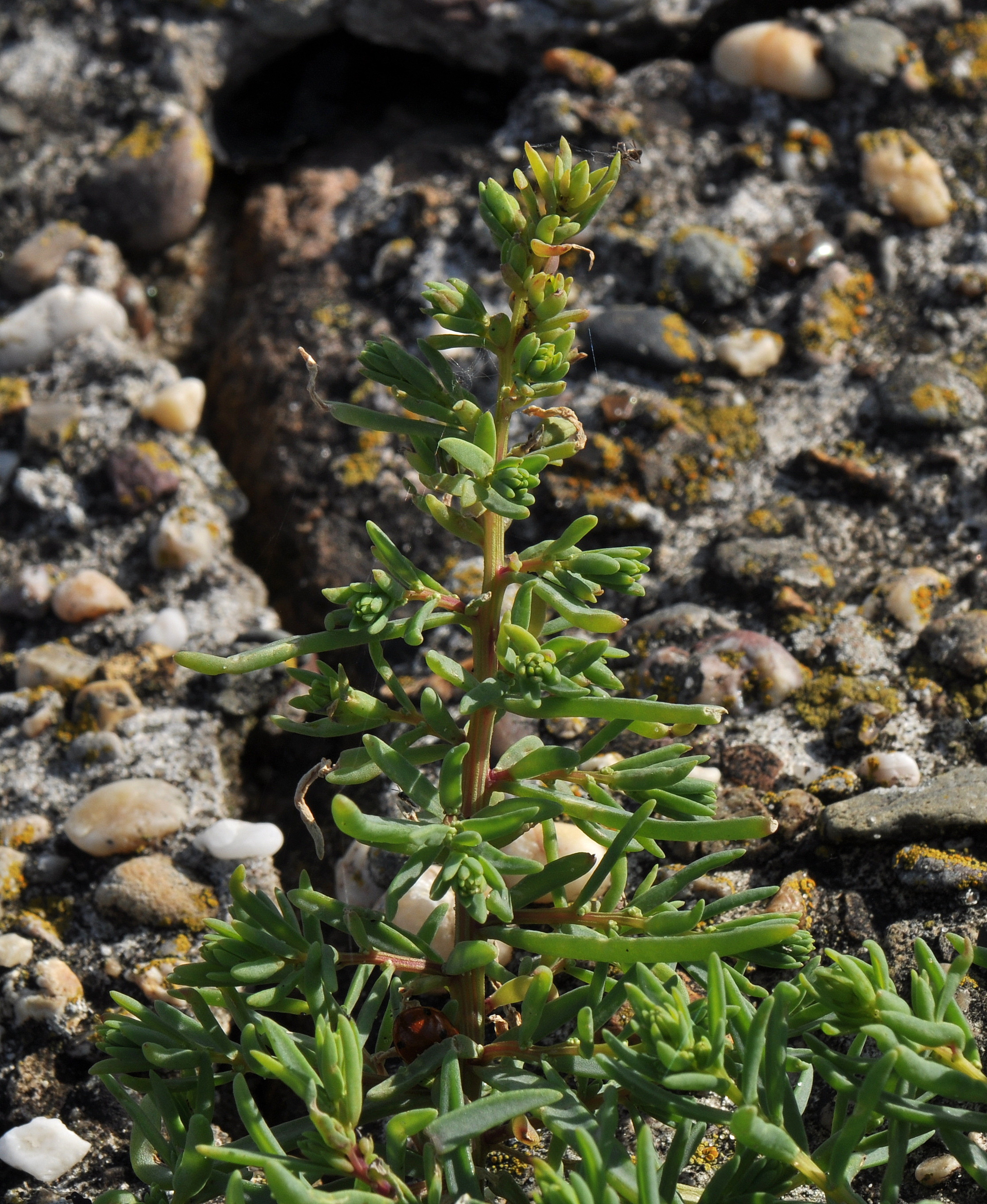 Klein Schorrenkruid (foto Willie Riemsma)